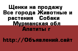 Щенки на продажу - Все города Животные и растения » Собаки   . Мурманская обл.,Апатиты г.